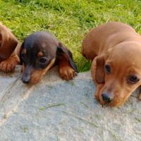 Cuccioli di bassotto