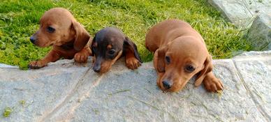 Cuccioli di bassotto