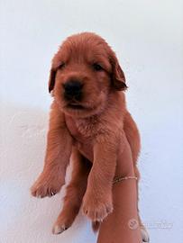 CUCCIOLI GOLDEN RETRIEVER 100% AMERICANI