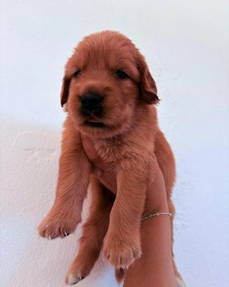 CUCCIOLI GOLDEN RETRIEVER 100% AMERICANI