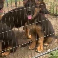 Cuccioli pastore tedesco occasioni