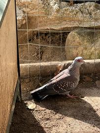 Tortore domestiche e esotiche