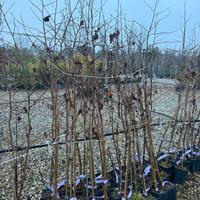 piante da rimboschimento tilio e liquidamber