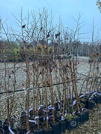 piante da rimboschimento tilio e liquidamber