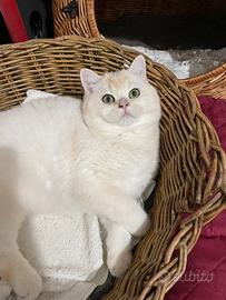 British shorthair