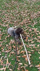 Accoppiamento con "Sbuccio"