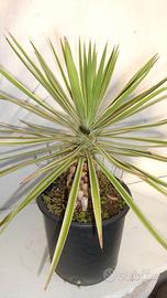 YUCCA ALOIFOLIA