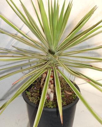 YUCCA ALOIFOLIA