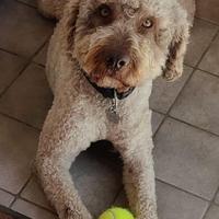 Lagotto romagnolo ENCI purissimo per accoppiamenti