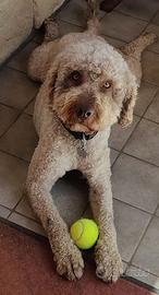 Lagotto romagnolo ENCI purissimo per accoppiamenti