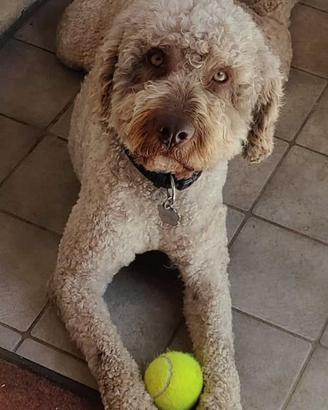 Lagotto romagnolo ENCI purissimo per accoppiamenti