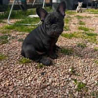 Bulldog francesi