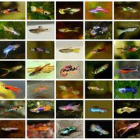 Pesci tropicali (guppy endler mix color)