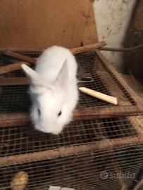 Conigli Nani Testa di leone