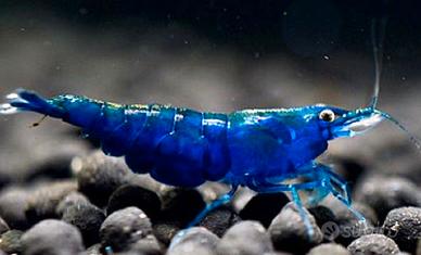 Ampullarie caridine piante