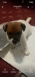 Vendita maschietto jack russel