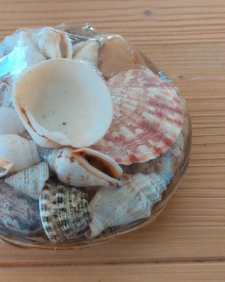 Cestino di conchiglie per la casa