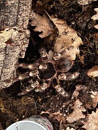 SOLO APPASSIONATI migale acanthoscuria geniculata