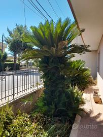 Cycas Revoluta Adulte Giganti - 20/30 anni