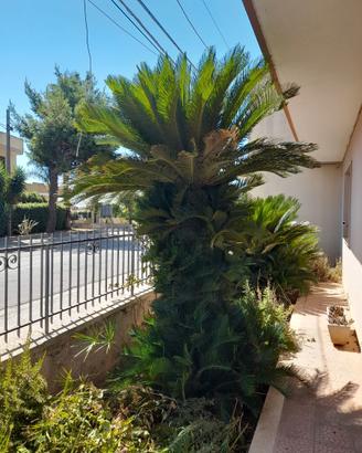 Cycas Revoluta Adulte Giganti - 20/30 anni