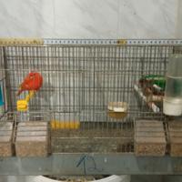 Gabbia cova per uccelli canarini