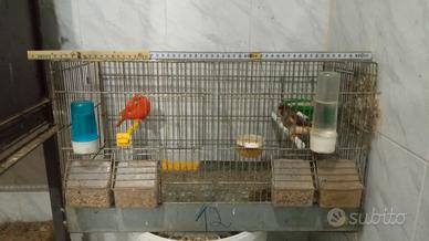 Gabbia cova per uccelli canarini