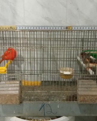 Gabbia cova per uccelli canarini