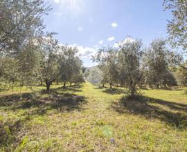 TER. AGRICOLO A MONTORIO ROMANO