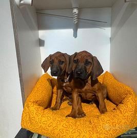 Rhodesian ridgeback