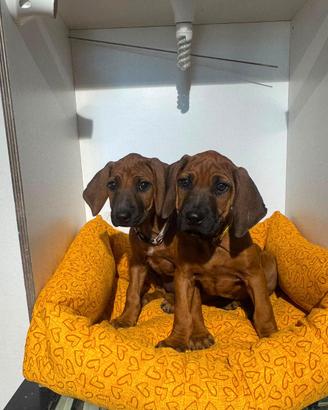 Rhodesian ridgeback