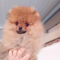 Spitz nano