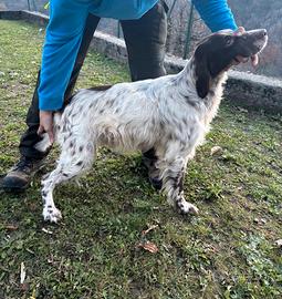 Setter inglese maschio per monta