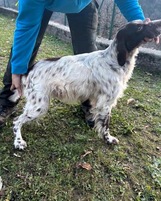 Setter inglese maschio per monta