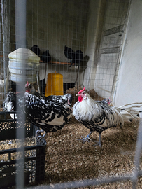 Gruppo Amburgo Nero Pagliettato