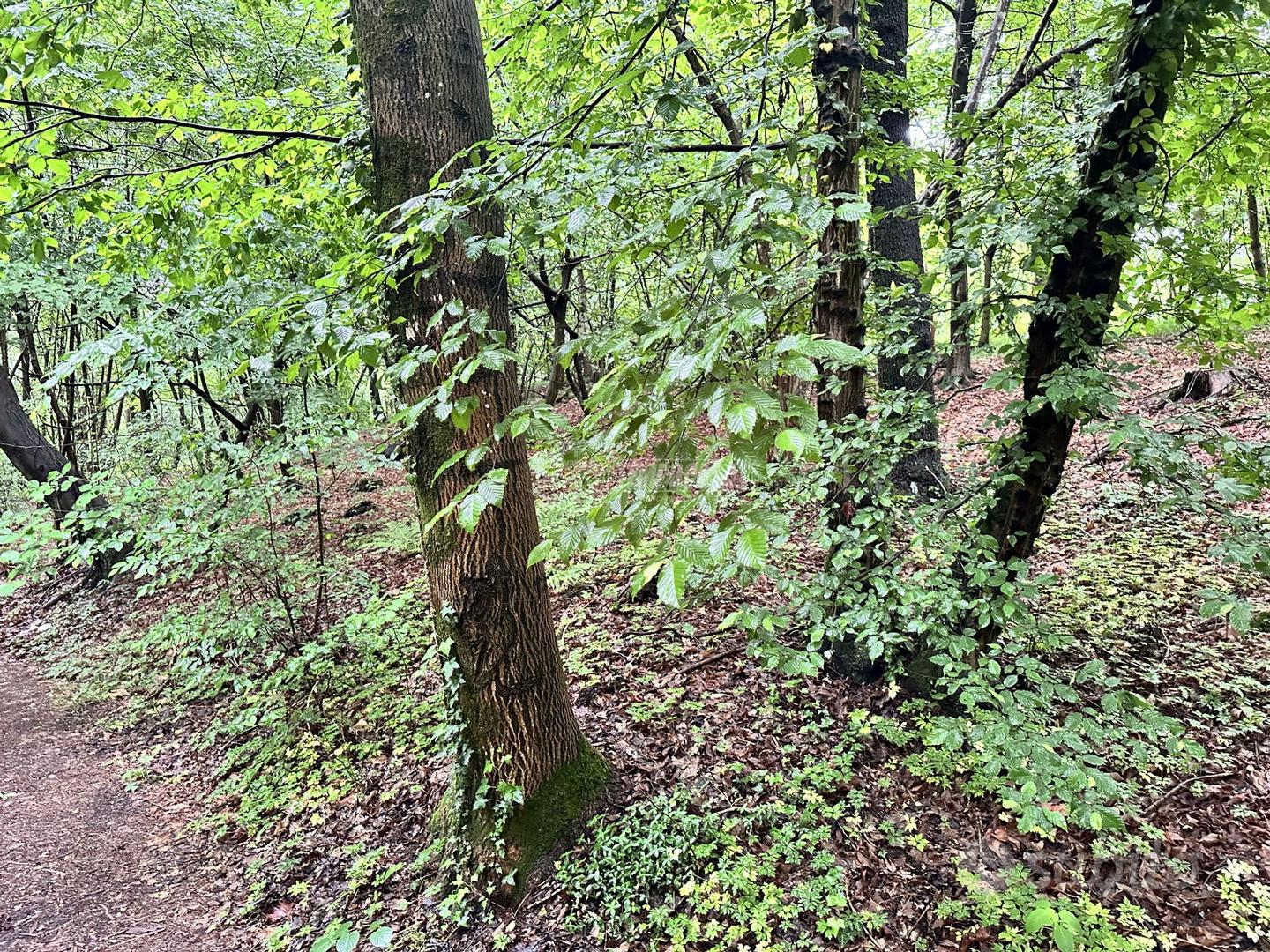 Lipomo - Terreno boschivo - Vista 2