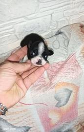 Chihuahua mini toy