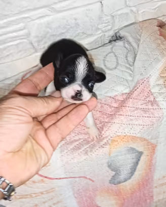 Chihuahua mini toy