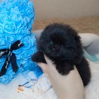 Spitz di pomerania femmina