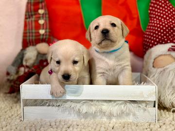 Labrador con pedigree