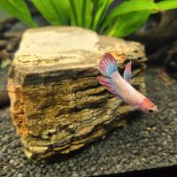 Betta Splendens