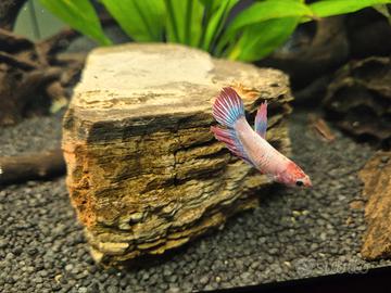 Betta Splendens