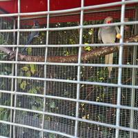 Parrocchetti coppie giovani