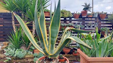 AGAVE AMERICANA VARIEGATA 