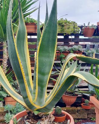 AGAVE AMERICANA VARIEGATA 