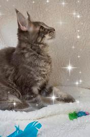 Gattino Maine Coone 4 mesi