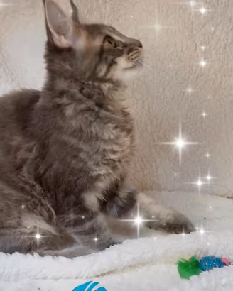 Gattino Maine Coone 4 mesi
