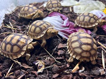 Baby Tartarughe sulcata