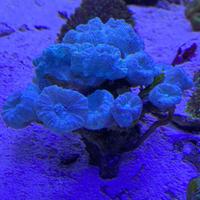 Corallo LPS Caulastrea 25 bocche