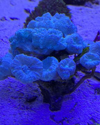 Corallo LPS Caulastrea 25 bocche