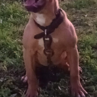 Cuccioli ukc alta geneologia